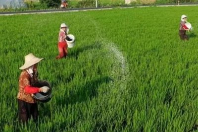撒化肥三天下雨是否还有效，肥效一般不会消失