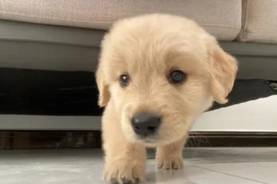 金毛怎么表达情绪,垂耳眯眼、吐出舌头时表示心情愉快