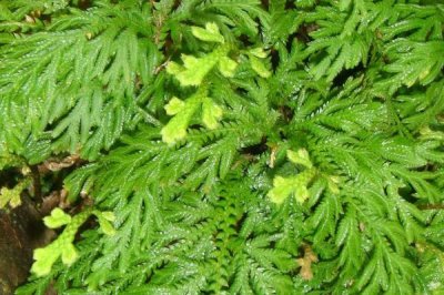 什么是卷柏,属于卷柏科复苏植物