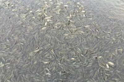 2-3厘米的草鱼苗吃什么,浮游类生物和小型水生动物是不错的选择