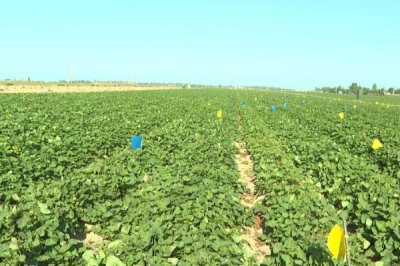 甘薯地膜覆盖种植方法,生育后期低温会影响产量