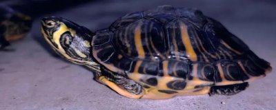 巴西黄耳龟怎么养，水温保持在20-30℃之间为佳