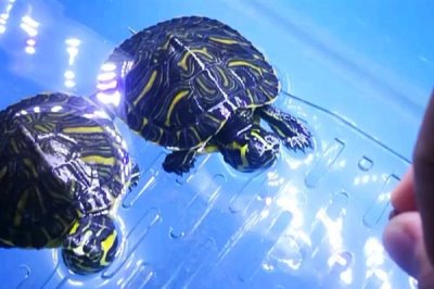 巴西黄耳龟怎么养，水温保持在20-30℃之间为佳