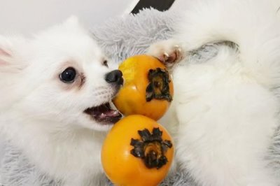 狗狗吃石榴籽怎么办，量少是可以拉出来的