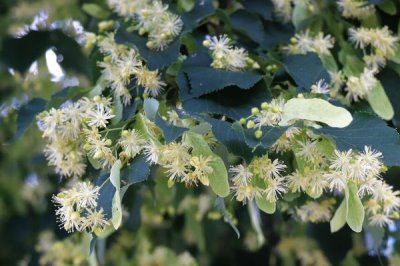我国主要蜜源植物分布及花期,油菜分布最广