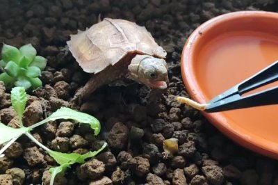 枫叶龟的价格，一般在200-500元一只