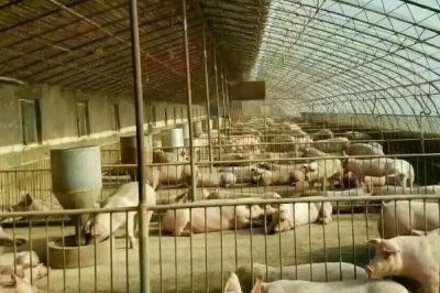 猪舍潮湿处理方法,潮湿情况时常发生