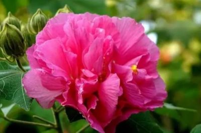 芙蓉花的花语是什么,花语是平凡中的高洁