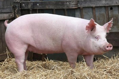 怀孕母猪发烧要用哪种药，可用柴胡和头孢噻呋钠