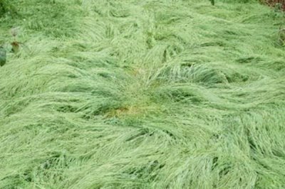 鼠茅草的产地,北美退化草原是主要分布区