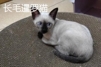 猫的品种,这五个品种各有各的优势与特点