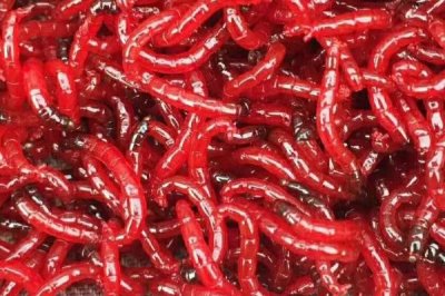 冬天怎么钓鲫鱼,试试这些饵料