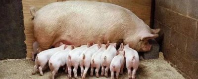 母猪一天喂几斤料，配种的当天饲喂量为1.6-1.8kg/天