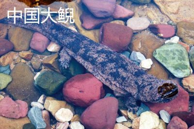 被称为活化石的野生动物是什么,大熊猫数量稀少成为我国国宝