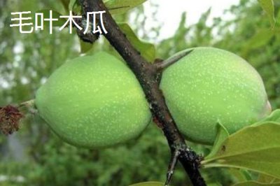 木瓜种子常见品种及育苗方法，番木瓜主要种植在我国热带省份