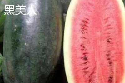 西瓜常见品种介绍,不同品种大小不一