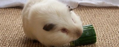 荷兰猪感染真菌会不会自愈，很难自愈需要用药治疗