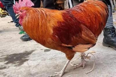 散养土鸡成本,饲养一只土鸡纯利在10元-20元