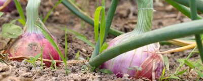 洋葱一年可以种几次,一年只能播种一次