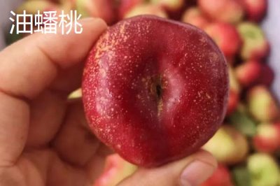 蟠桃和油蟠桃的区别,油蟠桃果皮光滑容易清洗