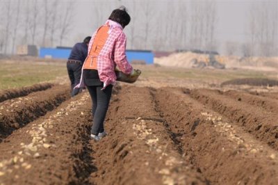 撒化肥三天下雨是否还有效，肥效一般不会消失