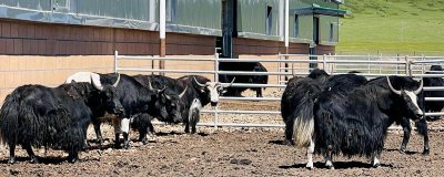 牦牛的养殖技术,每年要根据免疫流程进行严格防疫