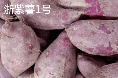 紫薯有哪些品种,以下10种产量高抗病能力强