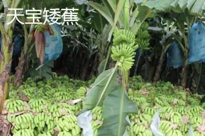 矮蕉的价格,在主产地的售价为0.9-2元左右/斤