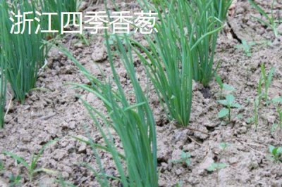 小葱的产地，原产于西伯利亚