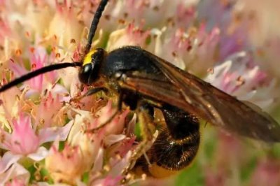 马蜂是什么蜂,学名胡蜂