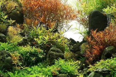 水罗兰水草好不好养,适合新手养殖