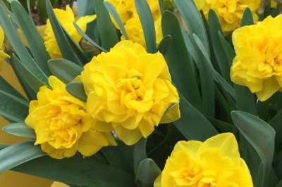 水仙花品种介绍,品种众多观赏价值都极高