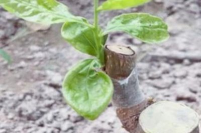 嫁接柿树的季节和方法,一般为夏季和秋季