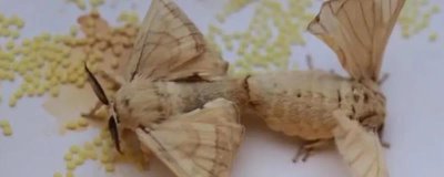 蚕羽化成蛾能存活多少天，一般只能活1-3天