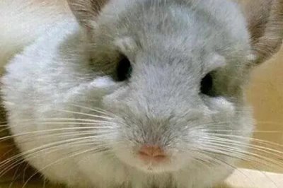 养猫会用到哪些家庭护理用品,体重秤、脖圈、体温计等物品经常使用