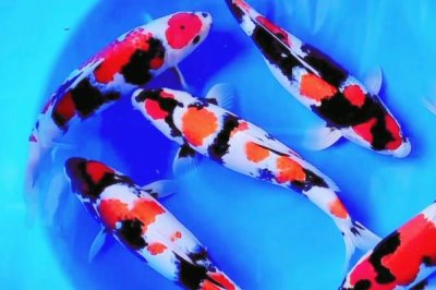 日本锦鲤简介,别称红鲤鱼、花脊鱼等