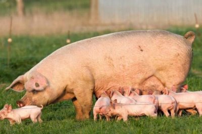 母猪发情多久后可以配种,发情后3-4天配种比较合适