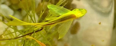 我国有多少种鱼类,共有3000多种