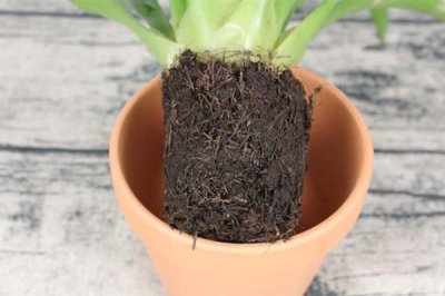 鸿运当头花干了如何修剪，要将其从下方剪掉