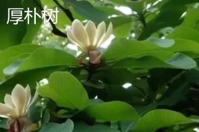 朴树常见的品种有哪些,均可作为绿化树种