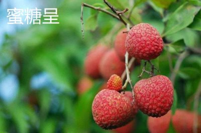 御金球荔枝品种的特性,生长势较强且裂果率低