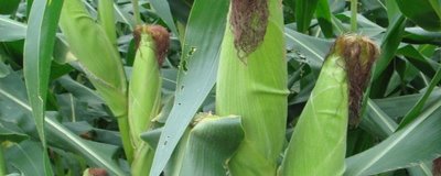福玉308玉米种简介，高抗丝黑穗病