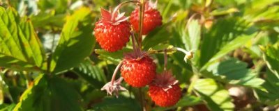 野草莓种植管理方法，每年中耕施肥2次