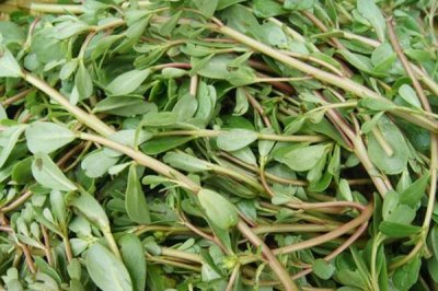 哪些作物的种植前景比较好,当前可以考虑蓝宝石葡萄、白草莓、秋葵等果蔬