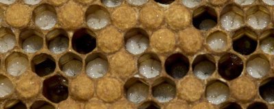 蜂王幼虫吃什么食物,蜂王幼虫吃蜂王浆