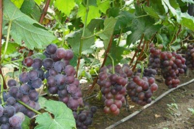 湖北荆州的特产，有荆州八宝饭、洪湖莲子等