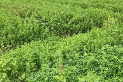 苜蓿种植管理技术,种植过程中要注意做好追肥工作