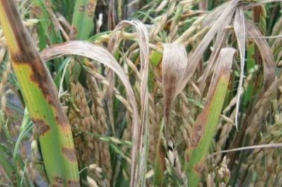 水稻的生长环境介绍,喜高温且对土壤的要求不严