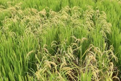 申优R1水稻种子简介，5月中下旬播种