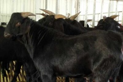 黑山羊怎么养殖,需挑选具有较抗病和适应能力的品种